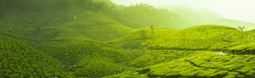 Kerala Landscape